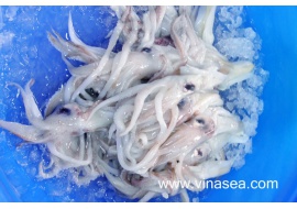 10-frozen-squid-clean-head-1024x682