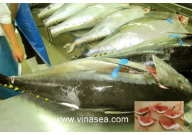 10-yellowfin-tuna-gg-chilled-air-shipment-1024x694