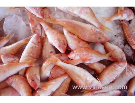 5-frozen-red-mullet-1024x682