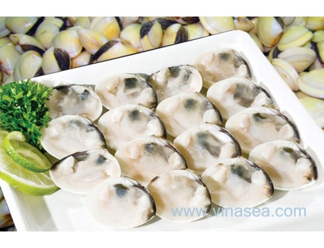 9-frozen-half-shell-white-clam-1024x680